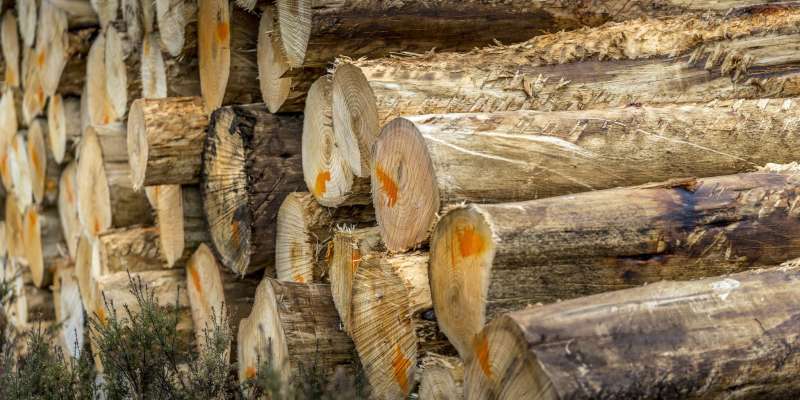 Sawmill Manager
