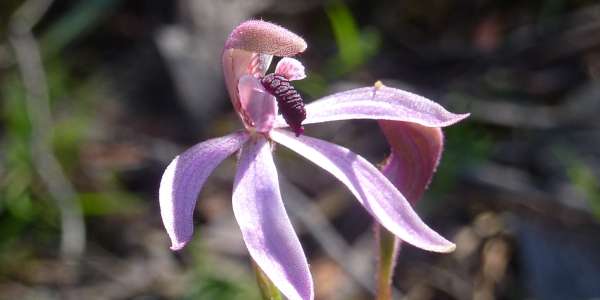 Fifth Natural Capital Report highlights a decade of discovery