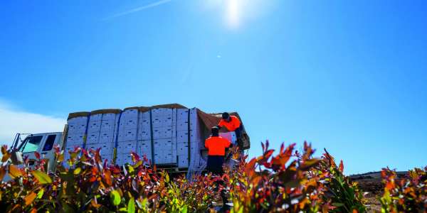 Forico completes 7 million seedling planting program