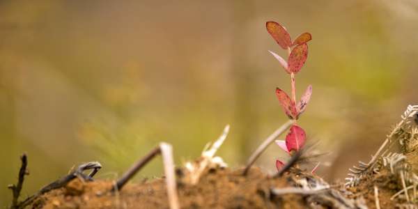 Growing Trees & Connections across the Community and on Country