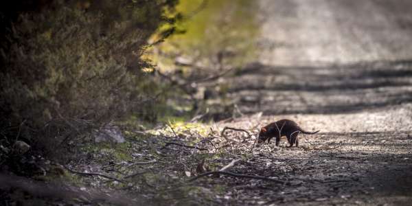 Major fauna survey to help plan whole of landscape management