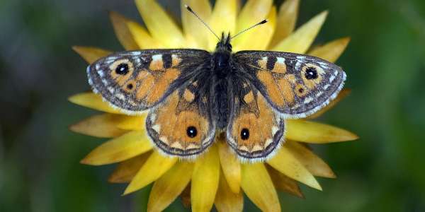 Forico achieves FSC® Ecosystem Services certification for leadership in valuing biodiversity