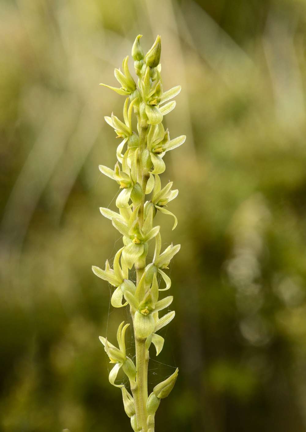 Eddie Gall Prasophyllum crebriflorum Surrey Hills