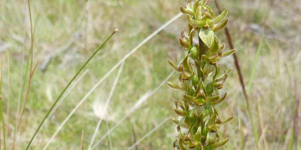 Conservation milestone for the rare Crowded leek-orchid