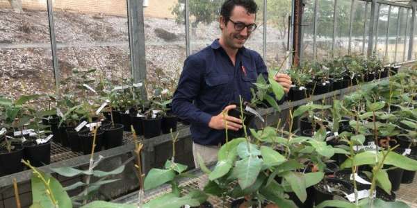 The Science Of Growing Better Trees