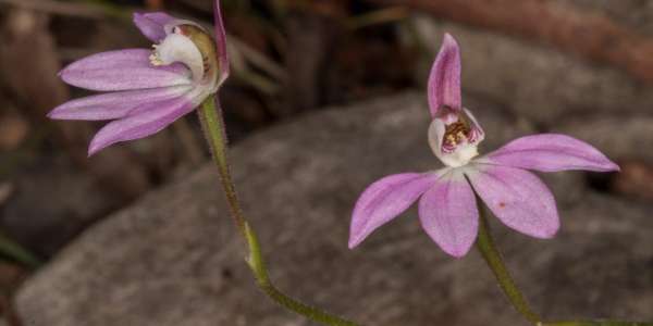 Rare Flora Enjoys Forestry Safe Haven