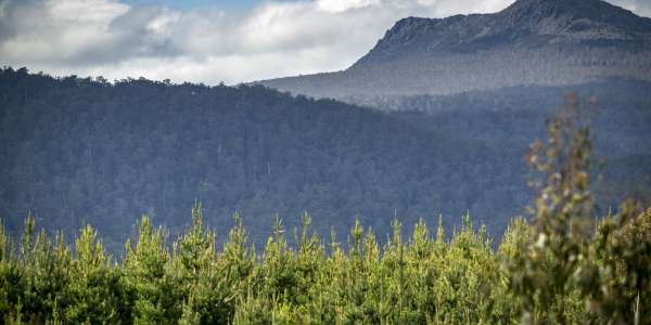 Global and Australian investors acquire the Tasmanian Forest Fund