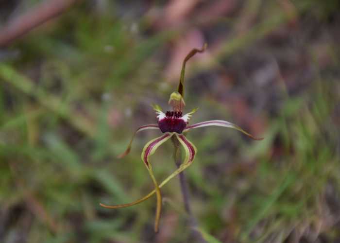 Caladenia dilatata the Green comb Spider orchid