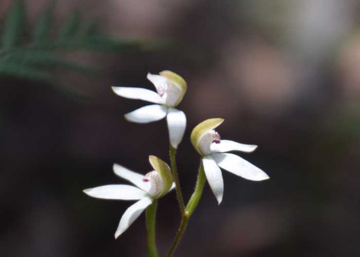 Caladenia Gracilis or Musky Cap orchid Copy
