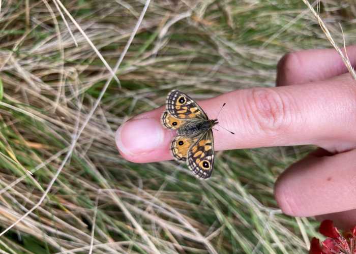 Ptunarra brown butterfly Oxeixenica ptunarra image by Rosanne Champion