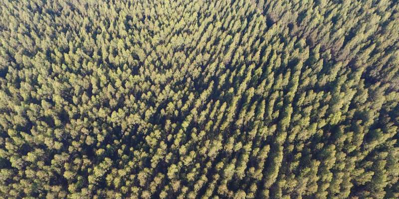 Forest Certification Advisor