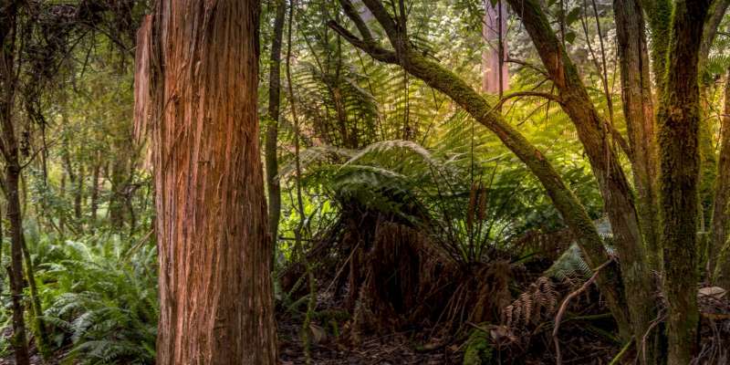 Plantation Forester - North East (NE) Tasmania