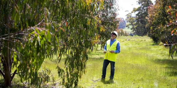 Australian First For Forico Plantations
