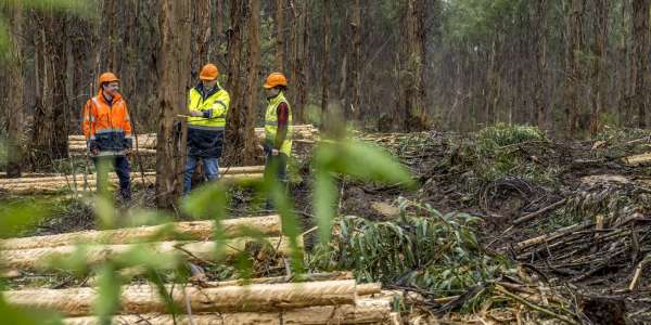 Plantation thinning for carbon, construction timber and innovation